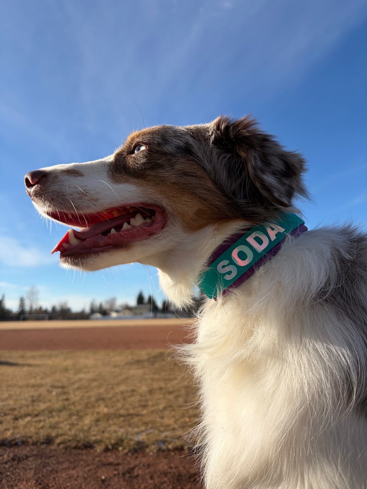 "The Lulu" French Martingale with Custom Vinyl Wording