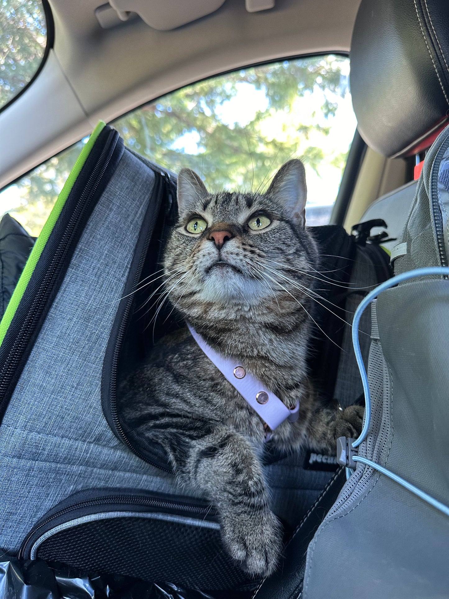 Everyday Cat Harness with Printed Biothane