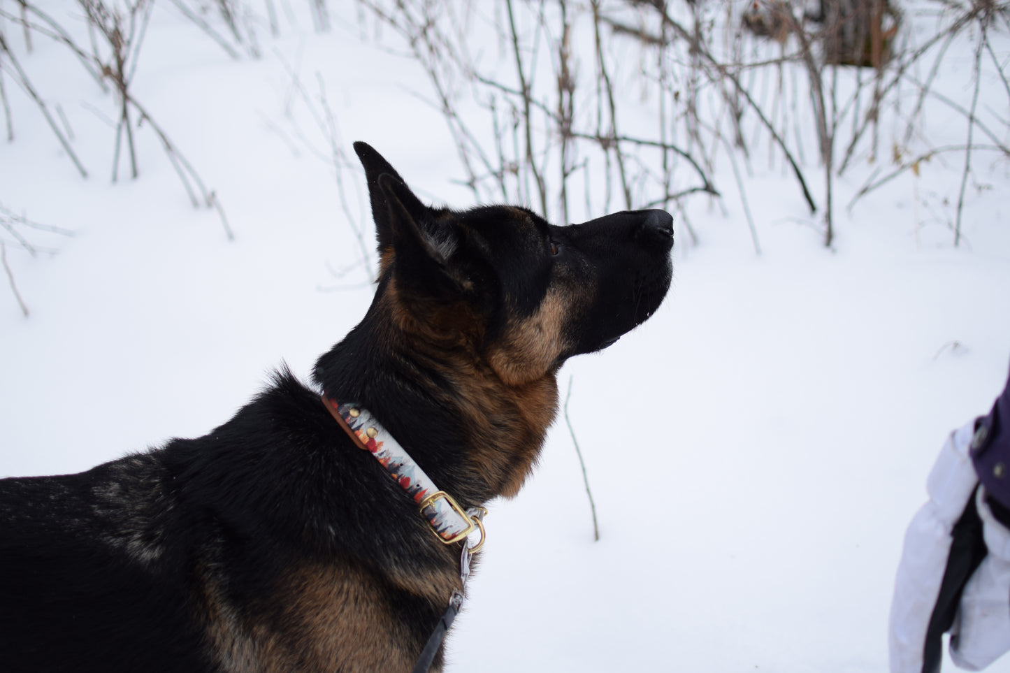 LIMITED EDITION – Buckle Adjustable Mountain Collar