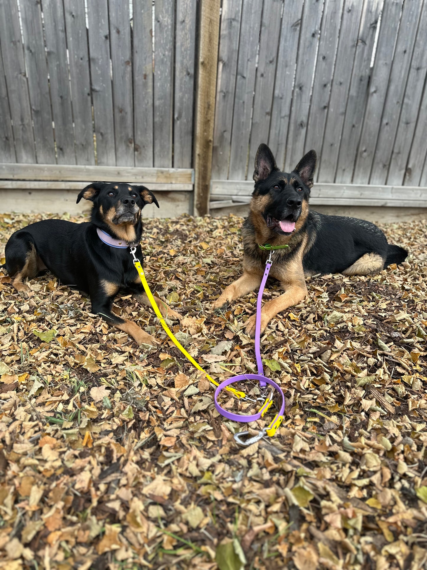 Multi-Dog Walking System