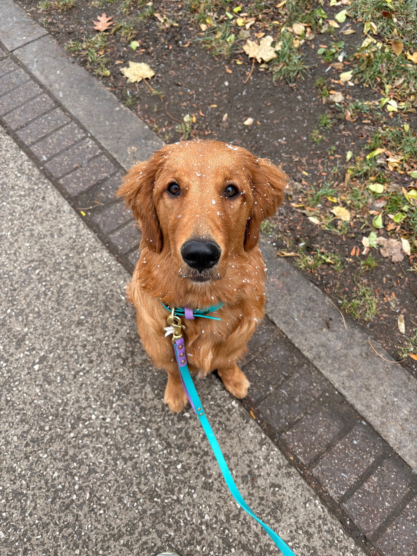 Leashes