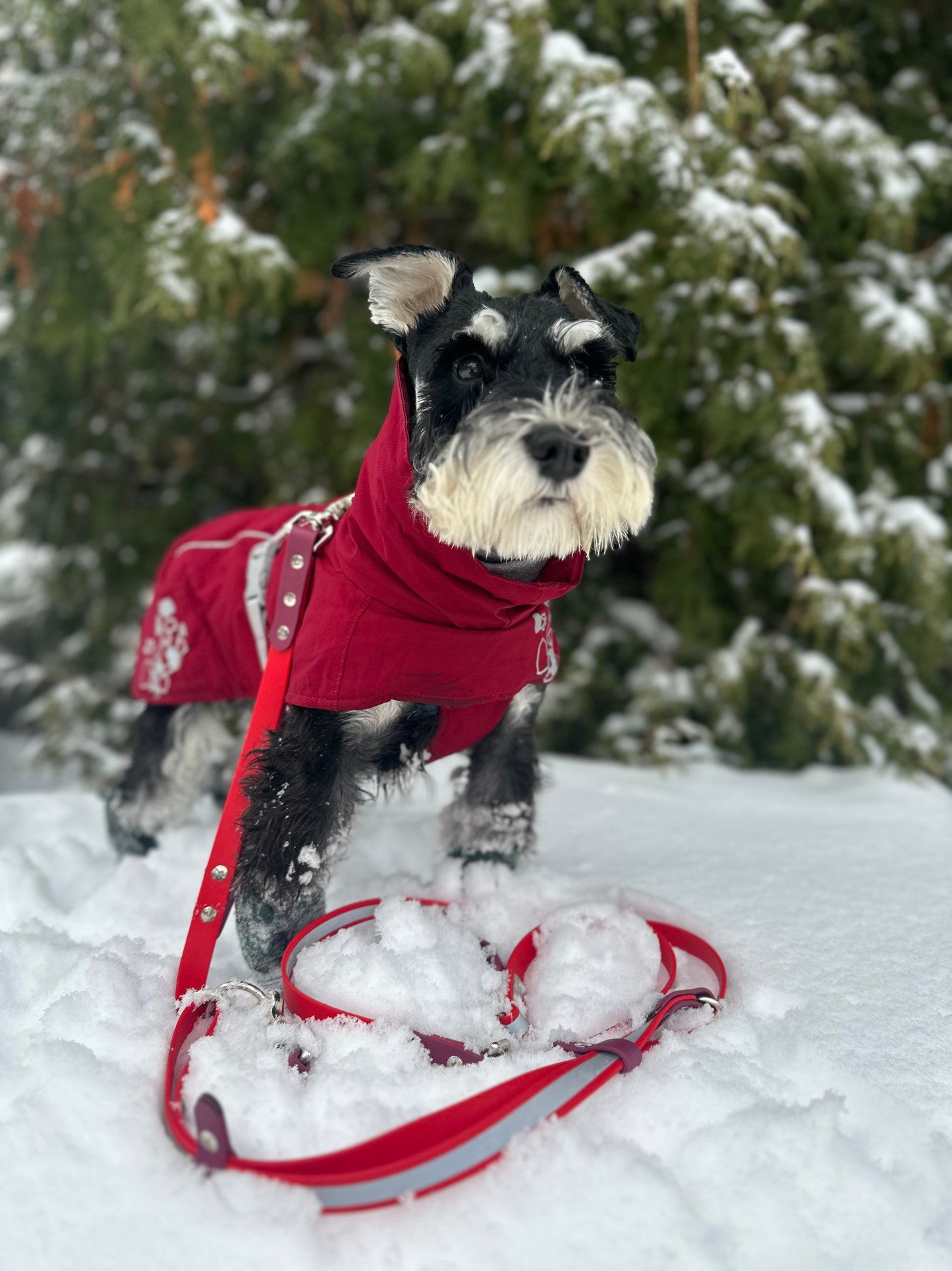 REFLECTIVE – Handsfree Leash