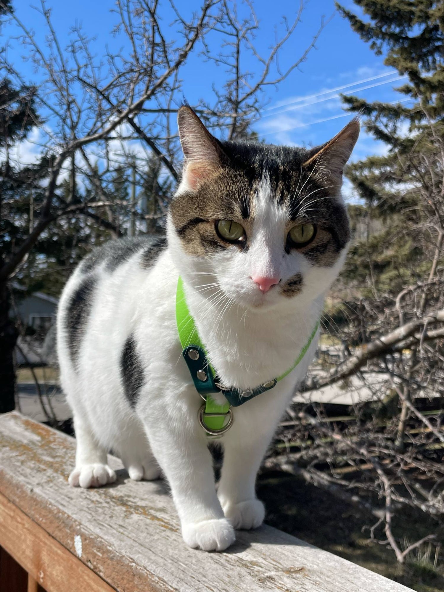 For Cats