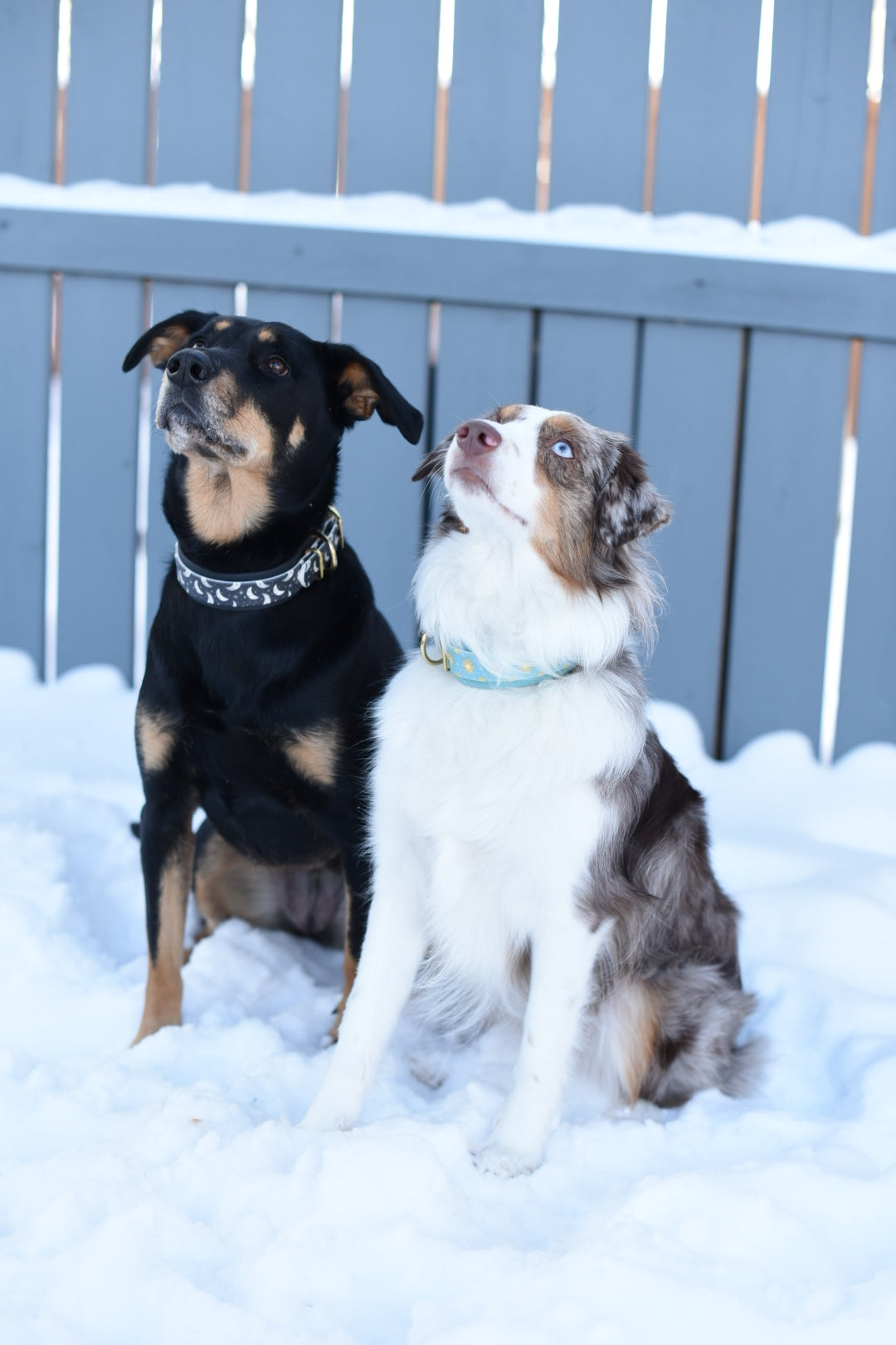 Pet Professionals