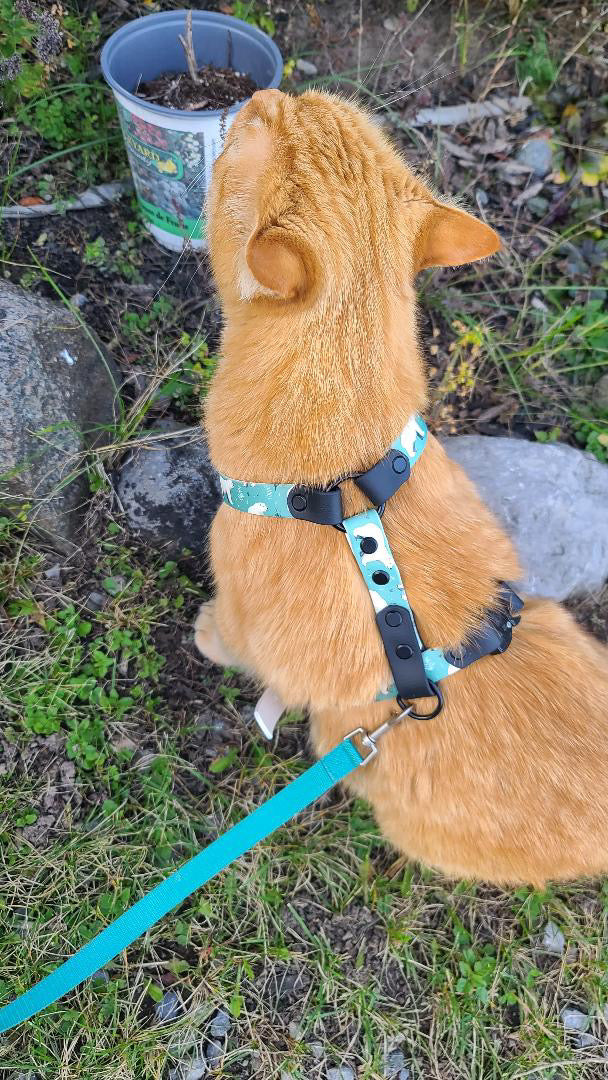Everyday Cat Harness with Printed Biothane