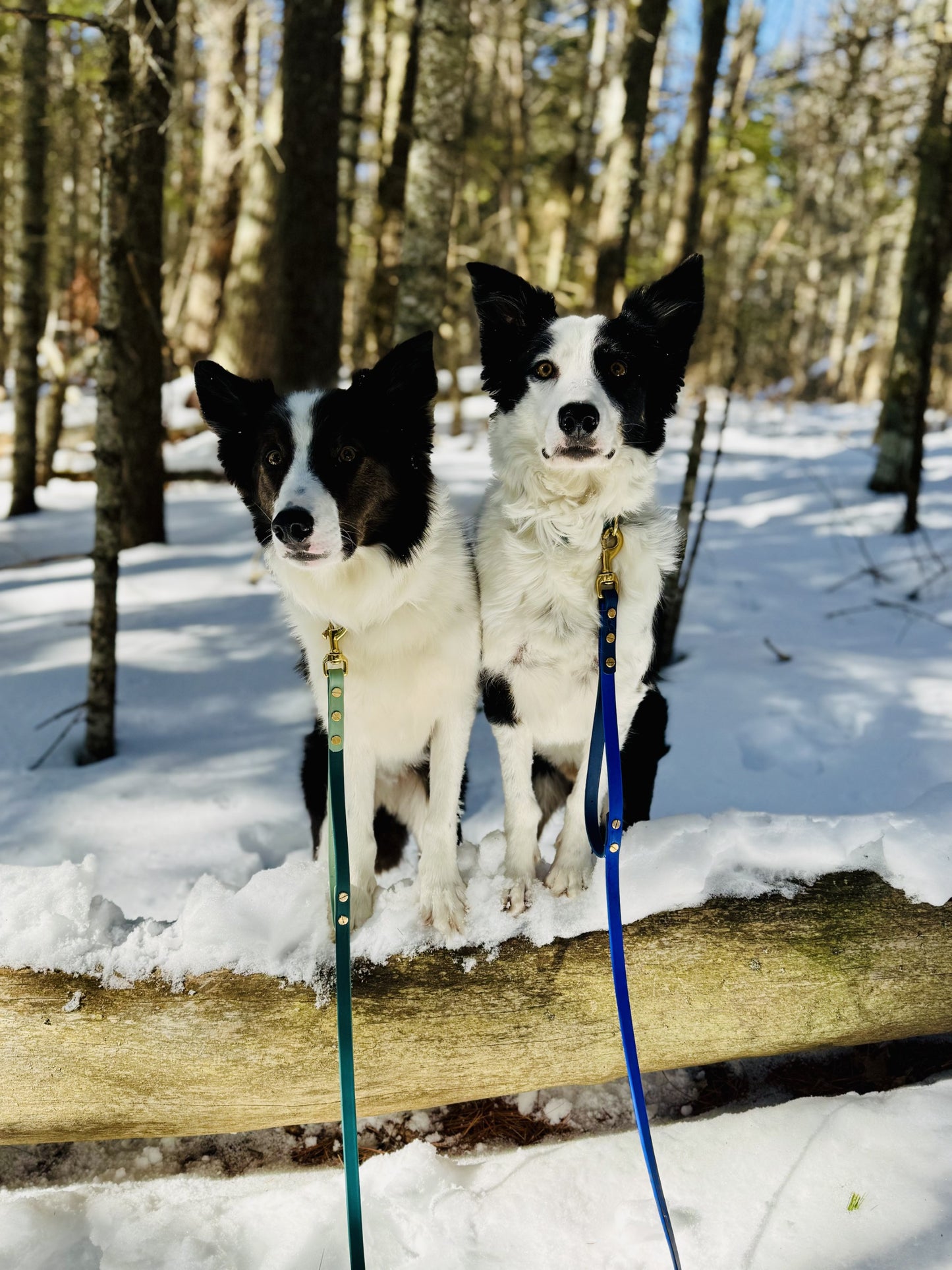 Leashes