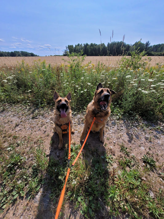 Multi-Dog Walking System
