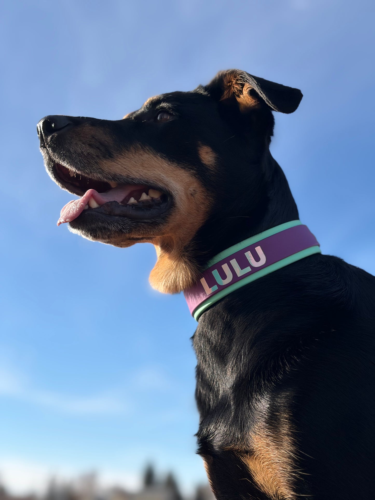 "The Lulu" French Martingale with Custom Vinyl Wording