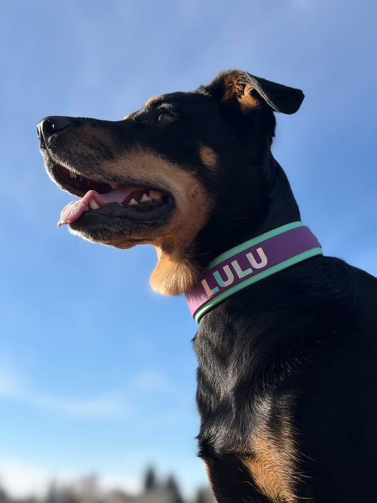 "The Lulu" French Martingale with Custom Vinyl Wording