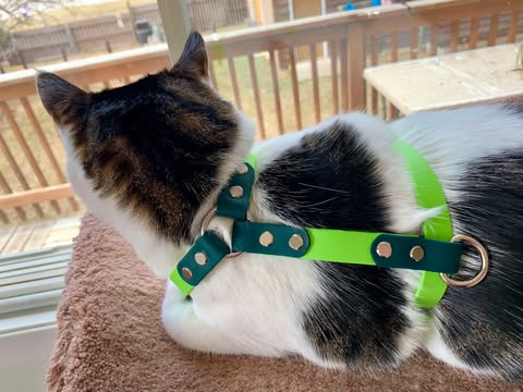 Everyday Cat Harness