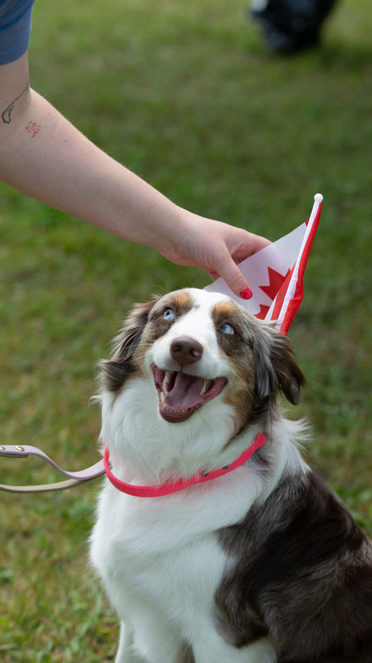 "The Soda" – Breakaway Tag Collar