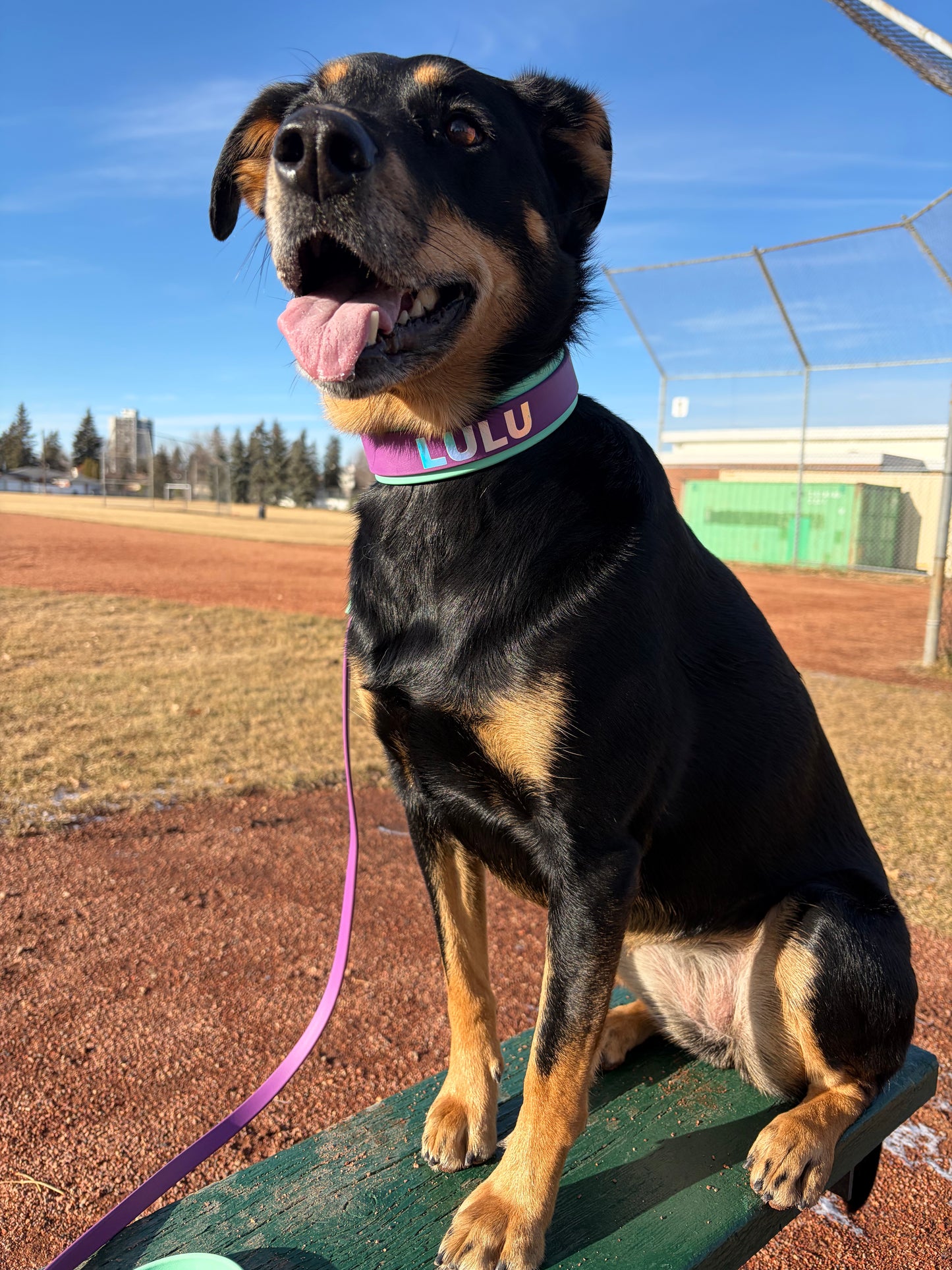 "The Lulu" French Martingale with Custom Vinyl Wording