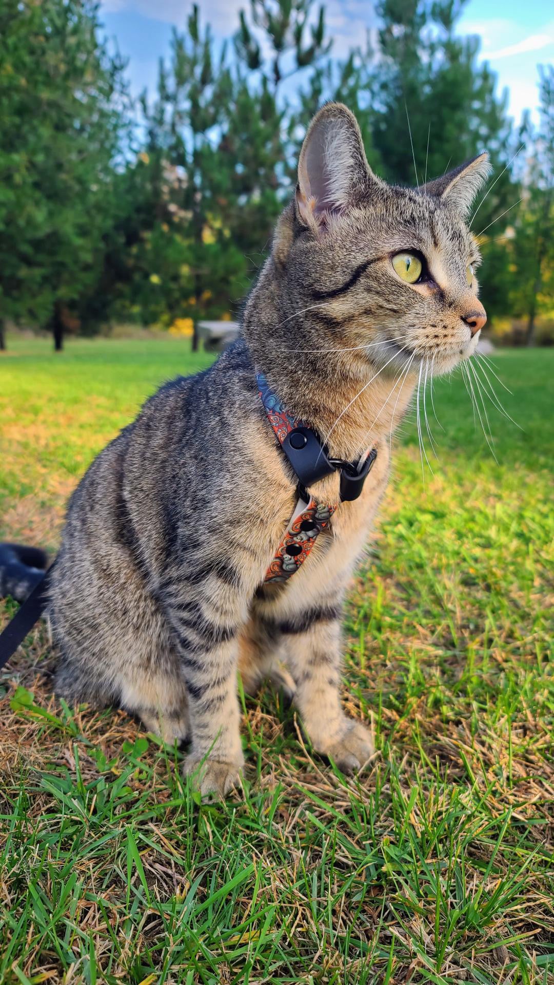 Everyday Cat Harness with Printed Biothane
