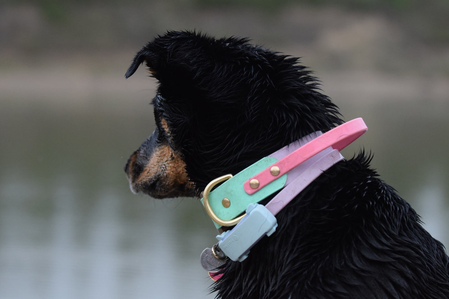 Sport Dog Collar