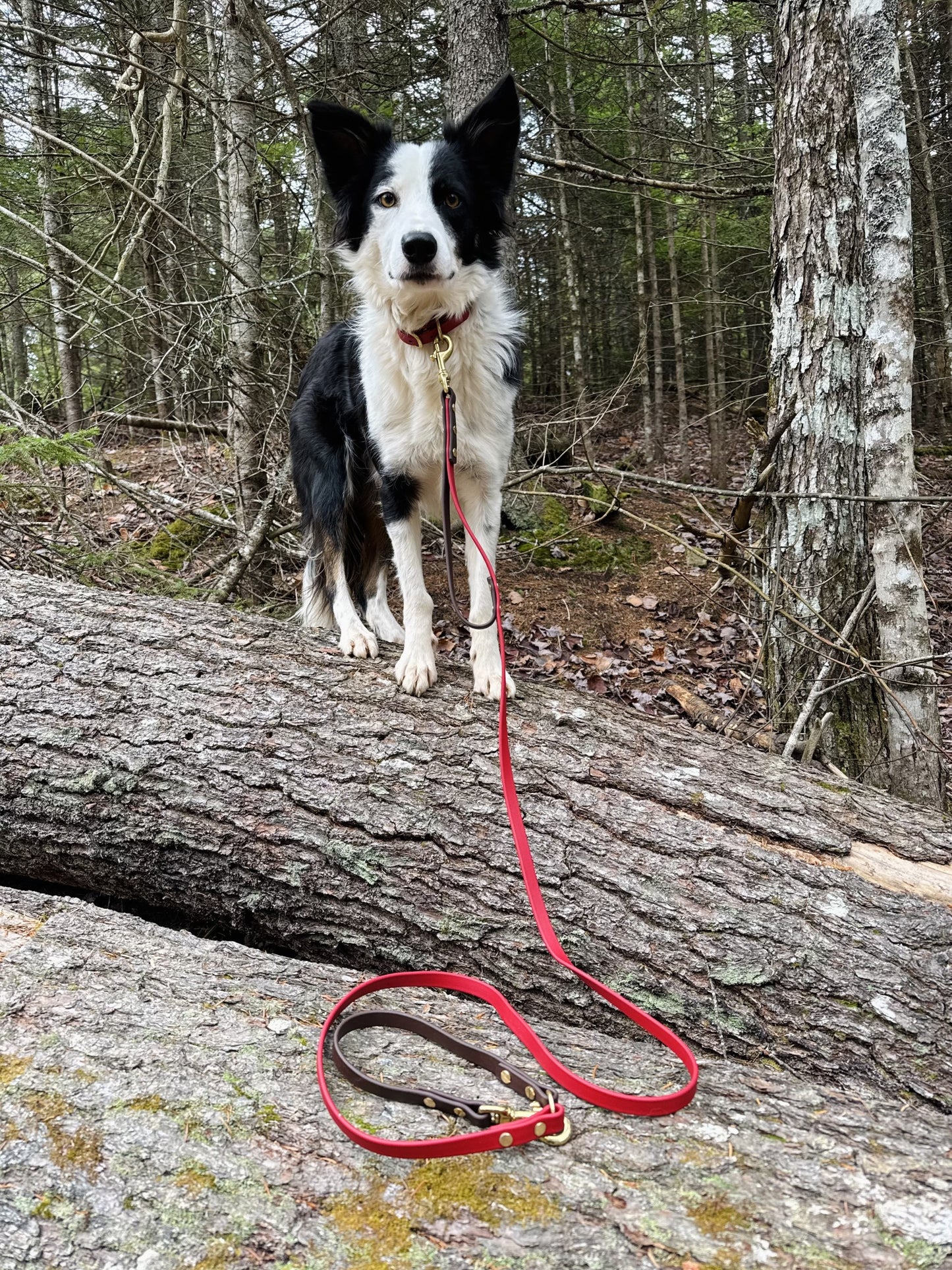 Leashes