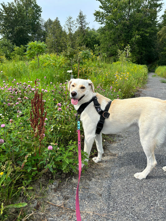 Pre-Made Leashes – Multi Use Handle