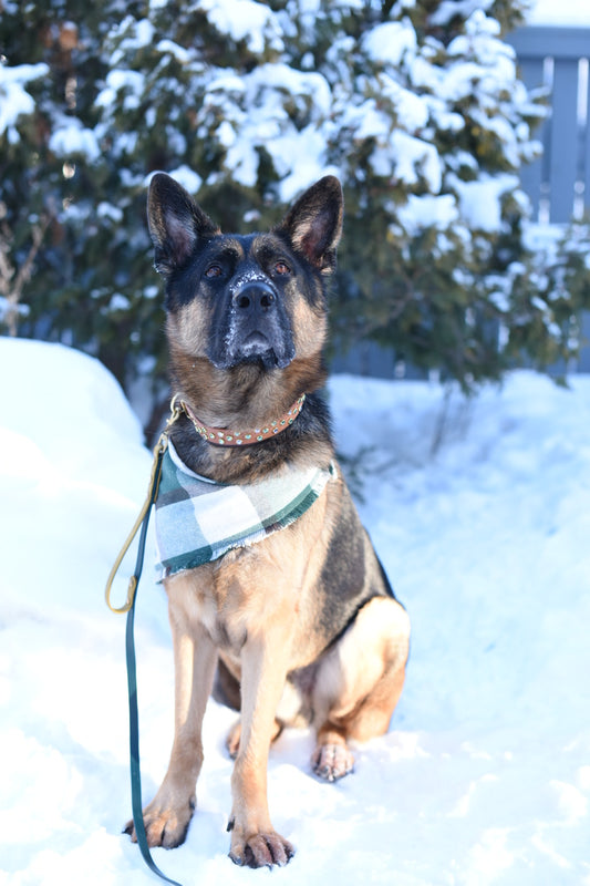 Crystal and Embellished Collars