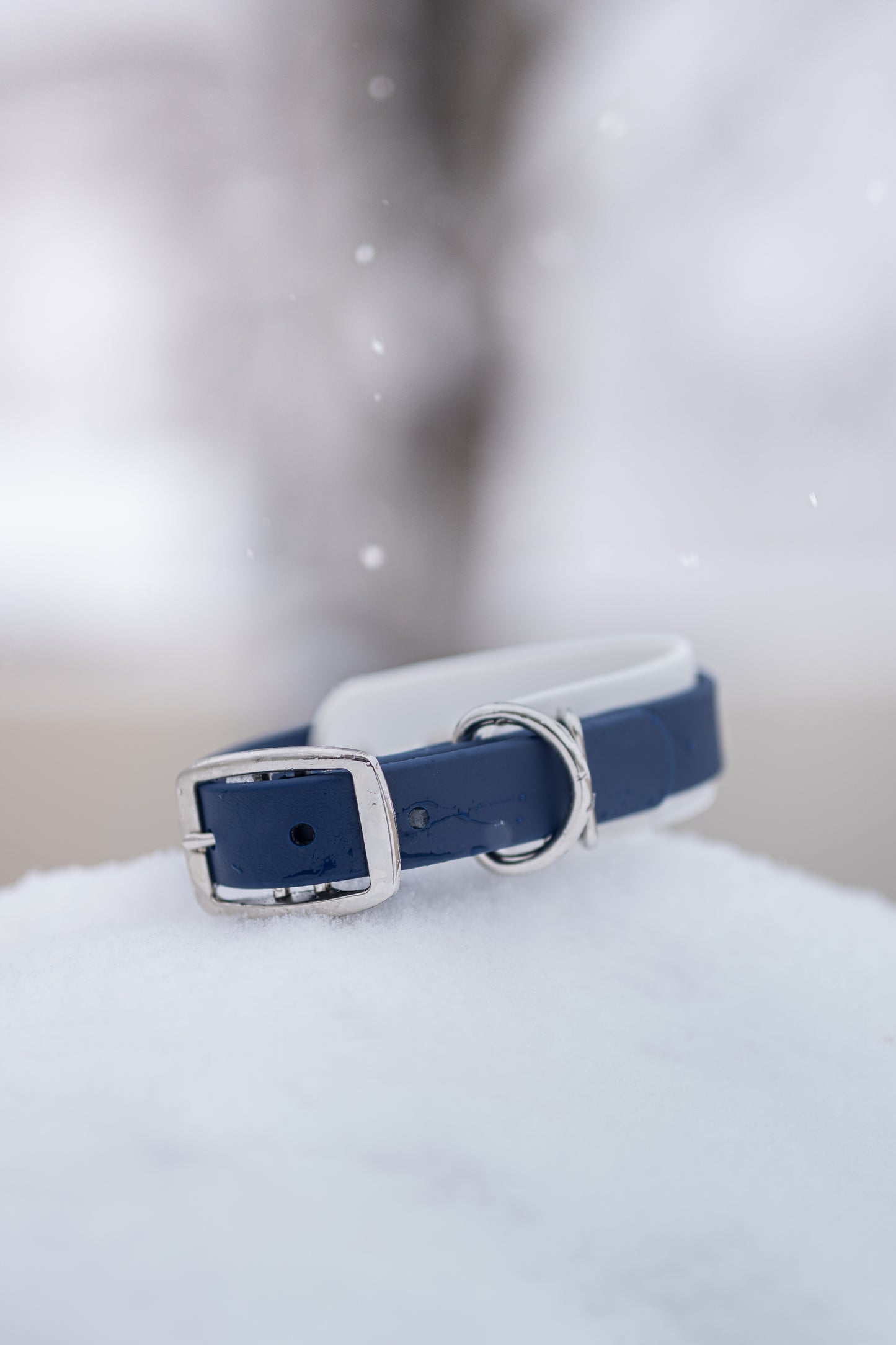 Flat Collar – Buckle Adjustable