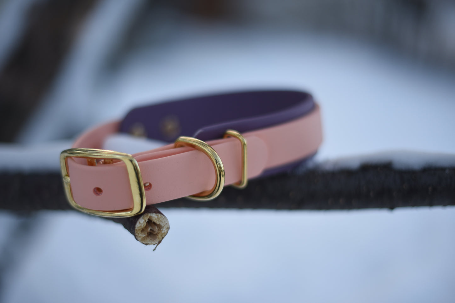 Flat Collar – Buckle Adjustable
