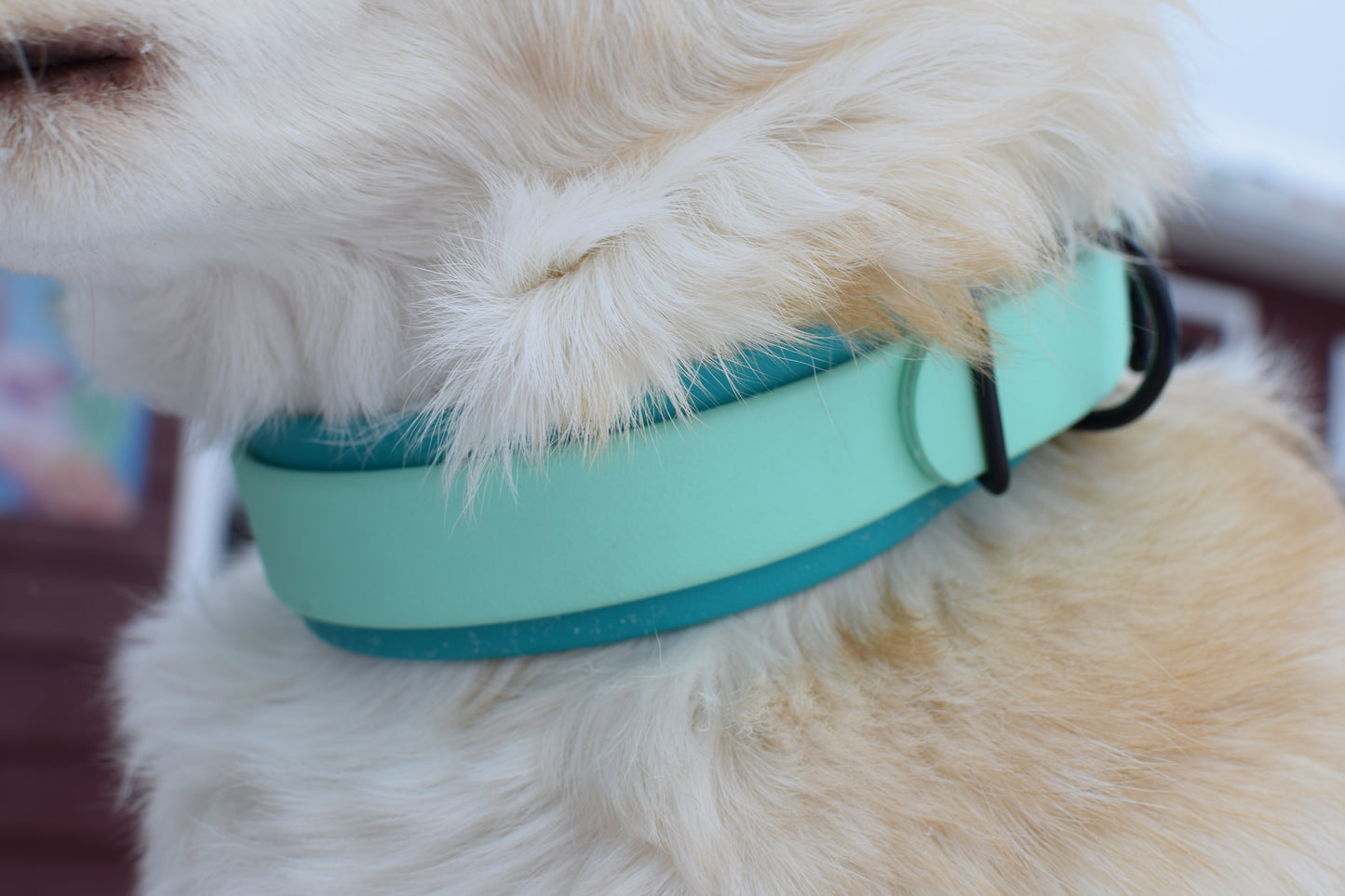 Flat Collar – Buckle Adjustable