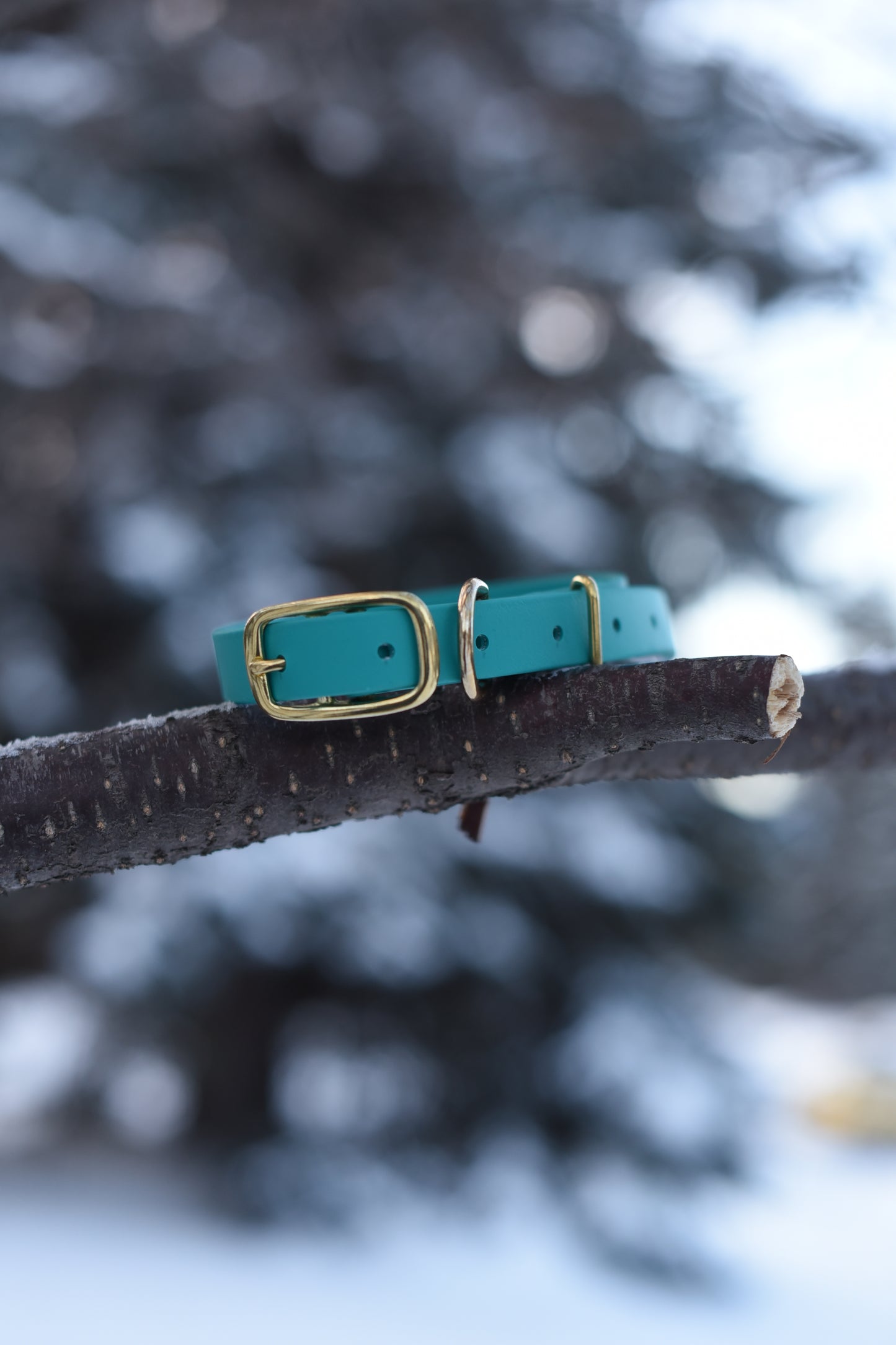 Flat Collar – Buckle Adjustable