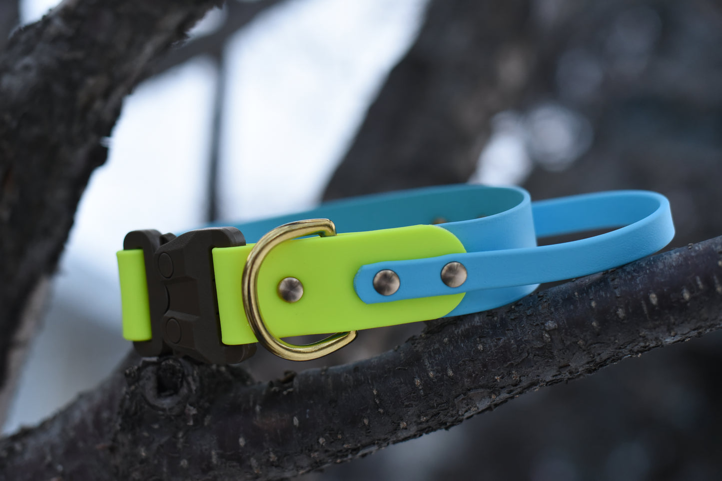 Sport Collar