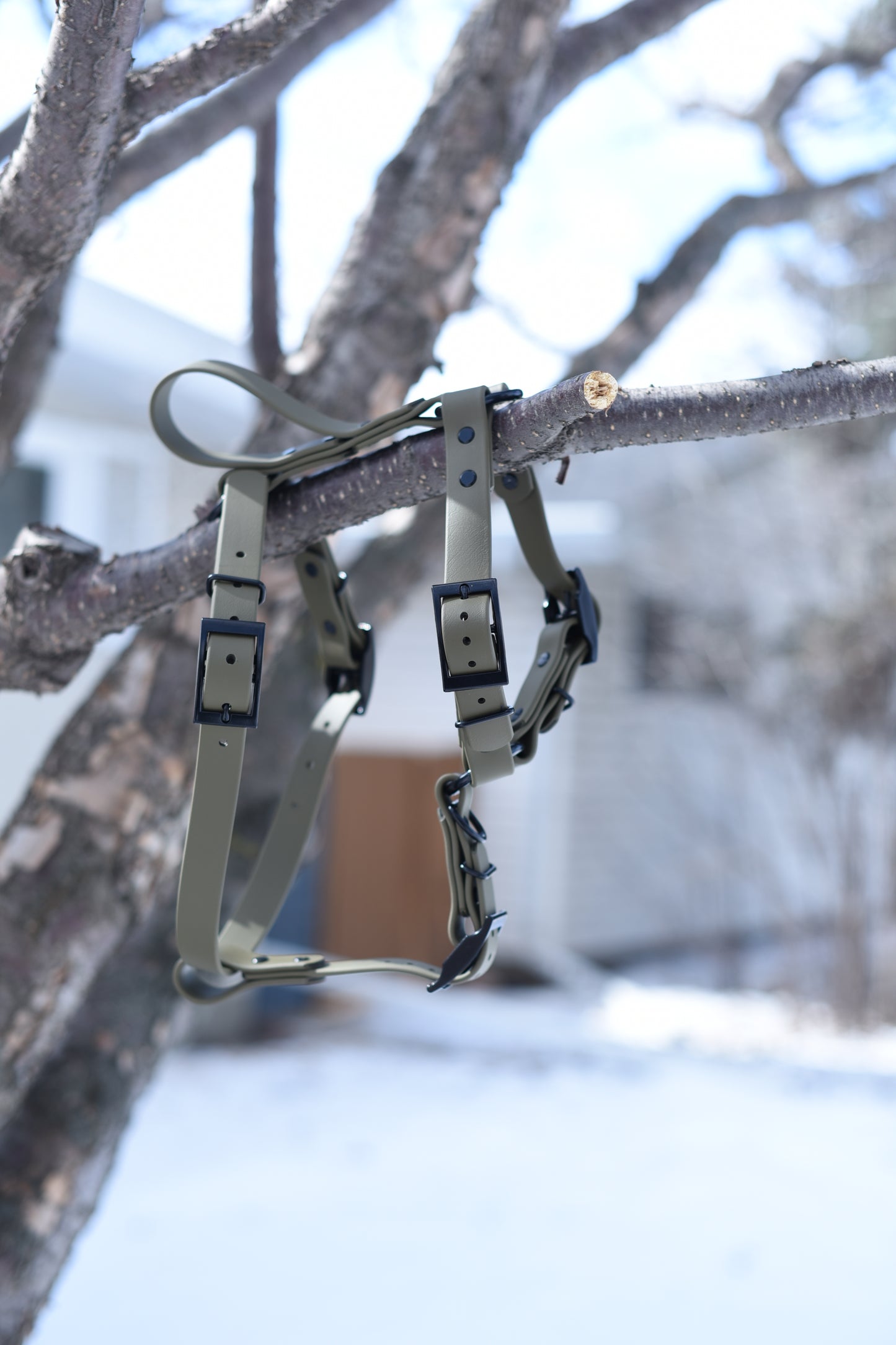 Everyday Dog Harness
