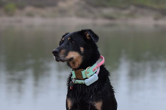 Sport Dog Collar