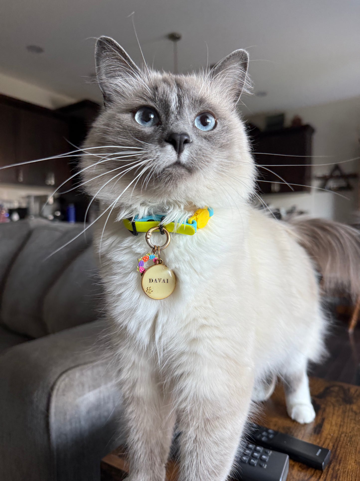 Breakaway Collar for Cats