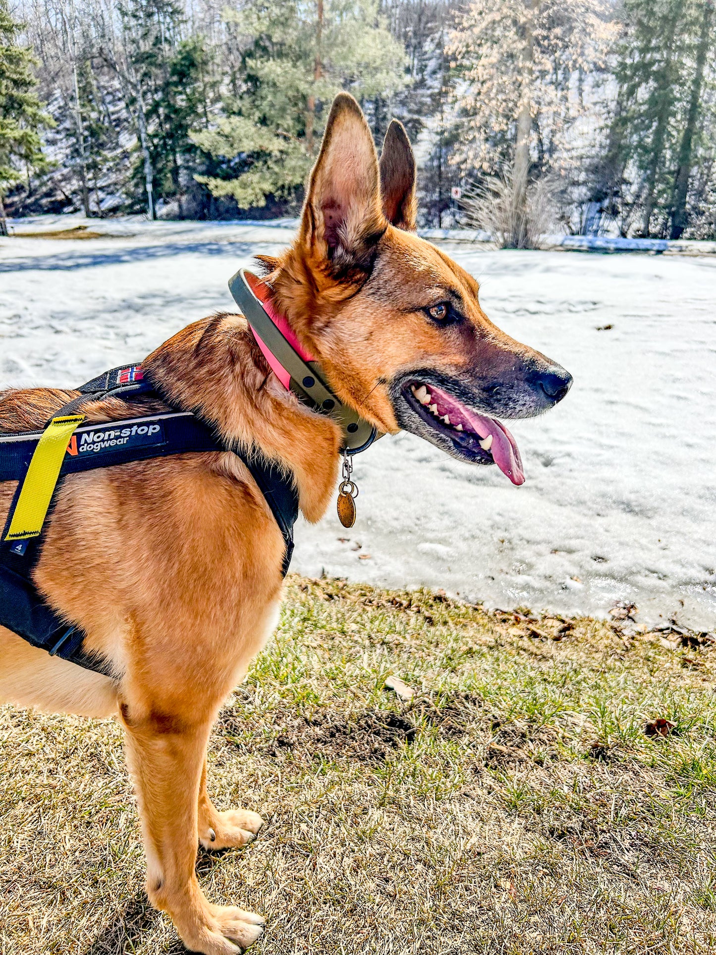 Sport Collar