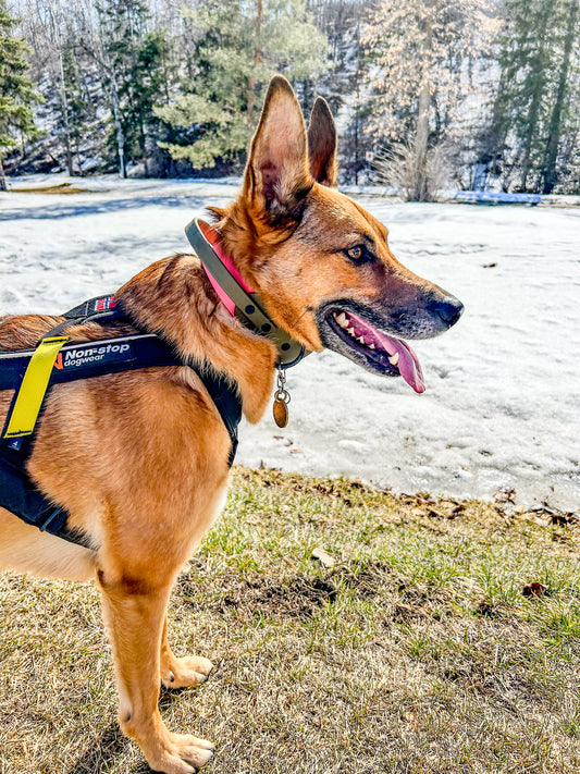 Sport Collar