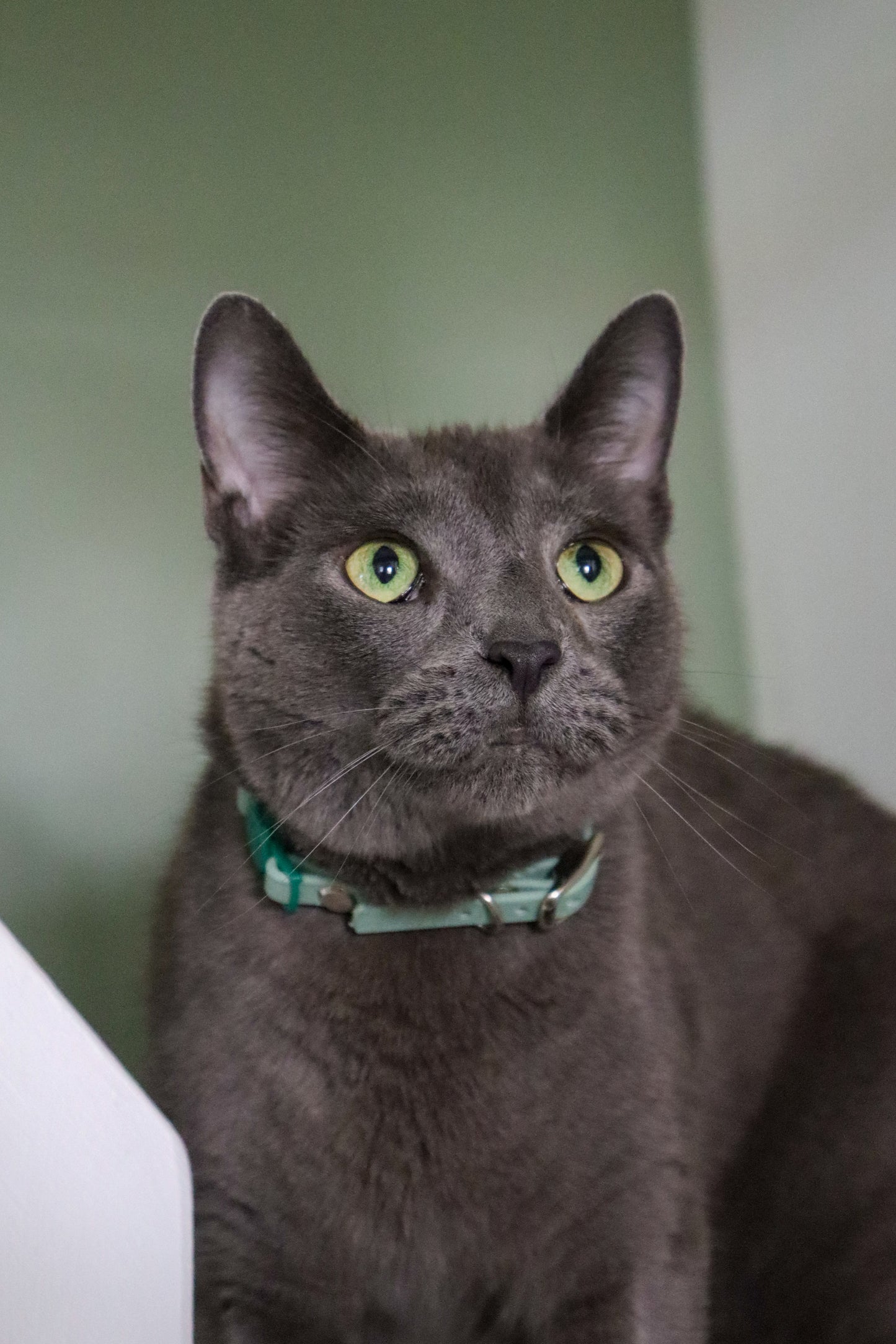 Breakaway Collar for Cats