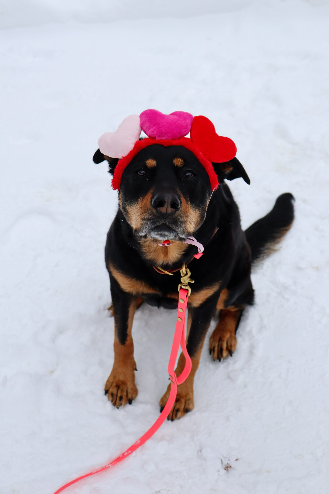 Leashes