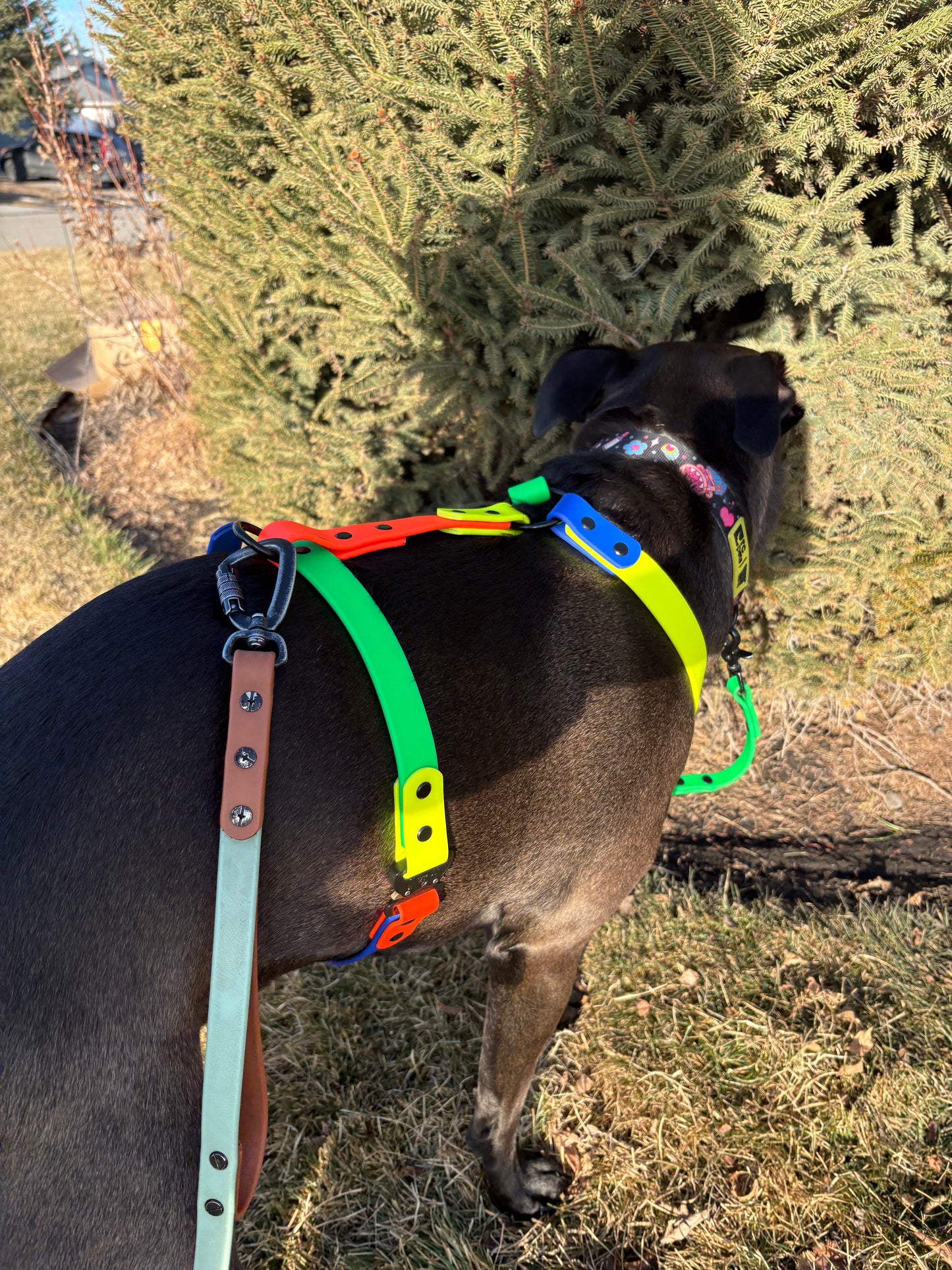 Everyday Dog Harness