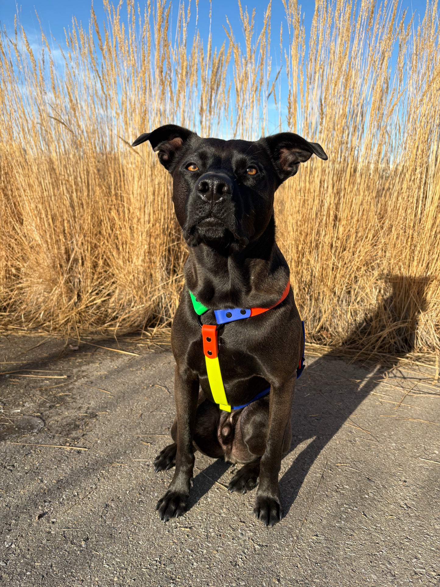 Everyday Dog Harness