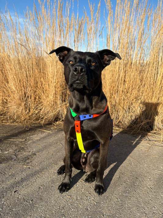 Everyday Dog Harness