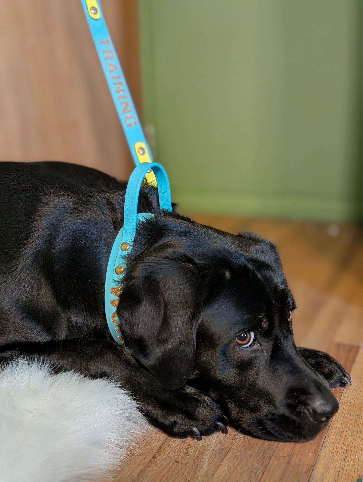 Leash Extenders with Words
