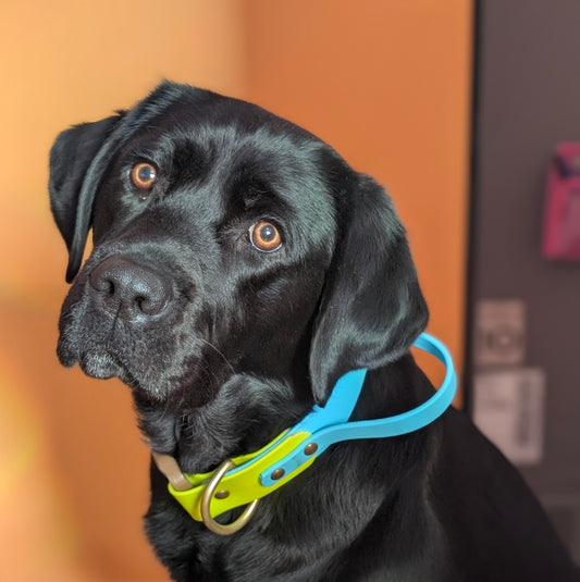 Sport Collar