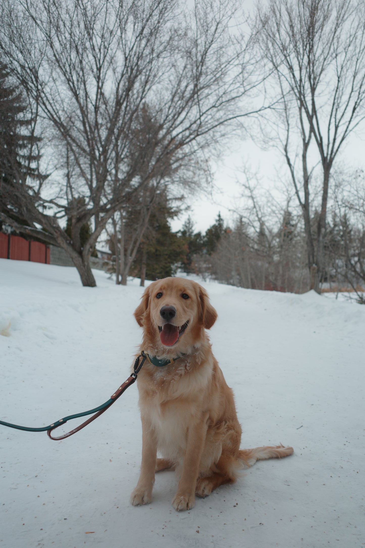 Leashes