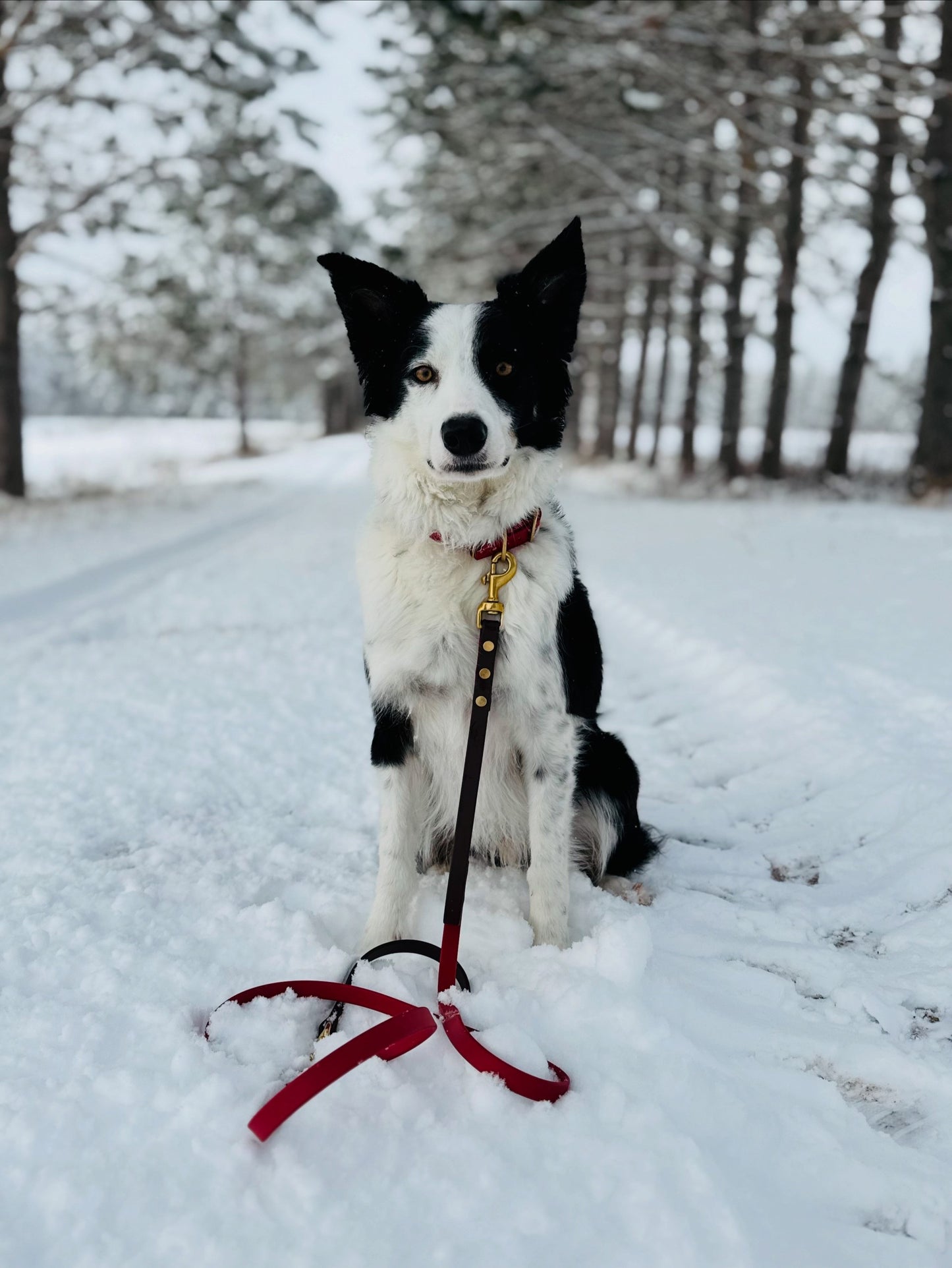 Leashes