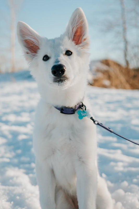 Lightweight Leashes