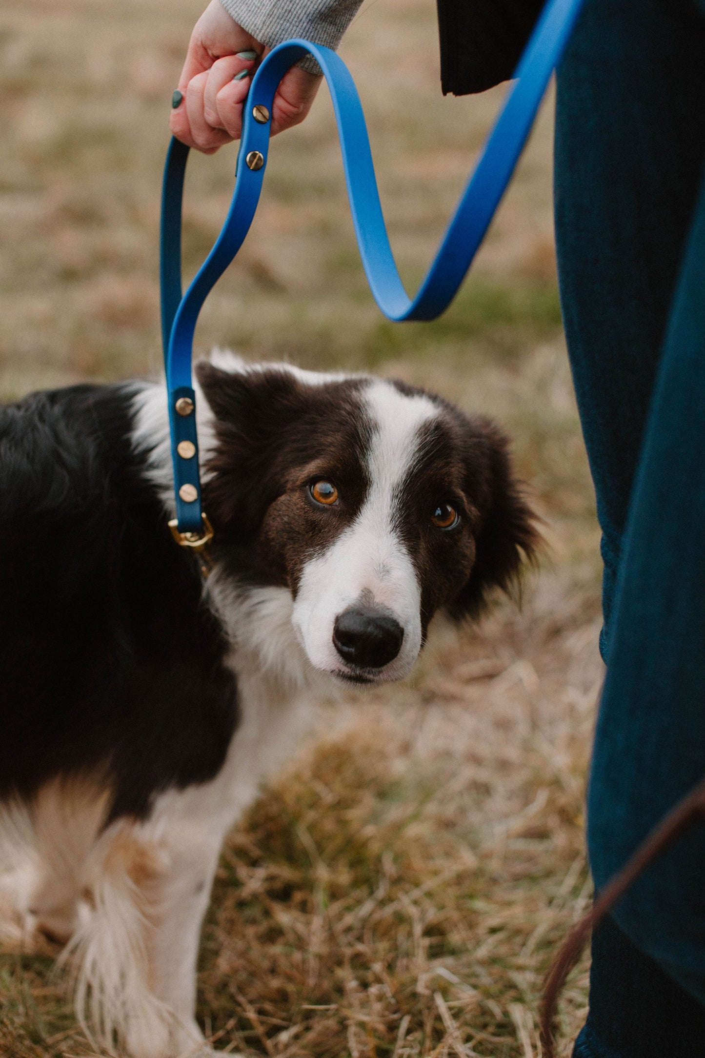 Leashes