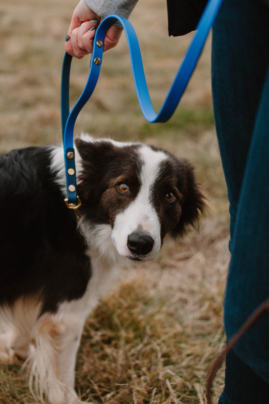 Leashes